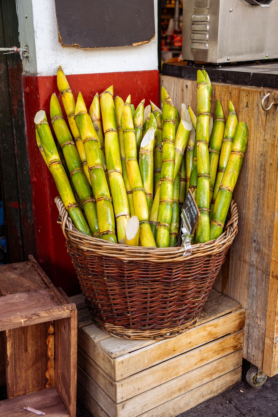 Freshly harvested sugarcane stalks