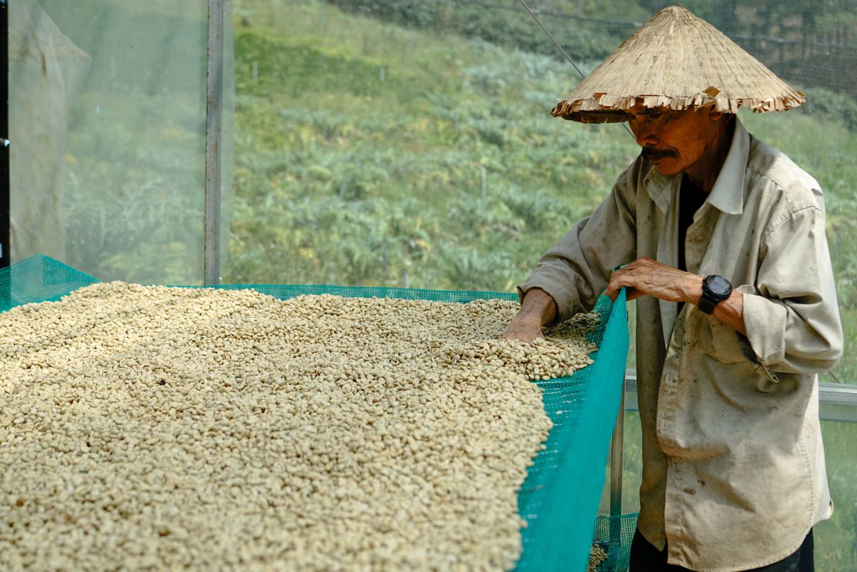 Vietnamese farmer sorting coffee beans in Lam Dong